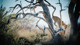 Leopard vom Baum springend, Etosha National Park, Namibia