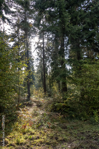 Forêt Automnale