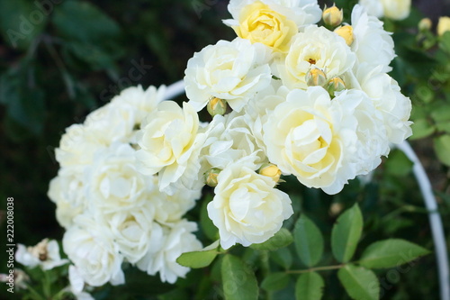 Low-growing floribunda with globular pale yellow flowers. Suitable for curbs...Lemon-yellow flowers with a mild aroma  small  Cup-shaped  in small brushes...Studless  or almost .