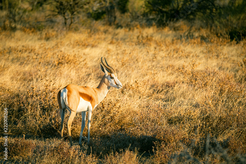 Einzelner Springbock in der Abendsonne, Etosha National Park, Namibia