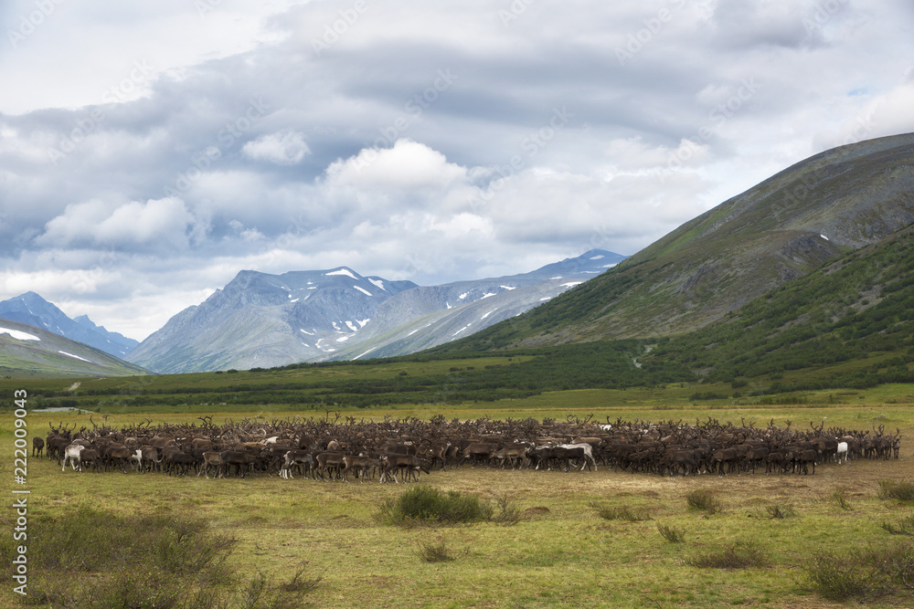 large herd of reindeers in summer, Yamal, Russia