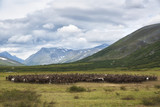 large herd of reindeers in summer, Yamal, Russia