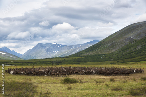 Fototapeta Naklejka Na Ścianę i Meble -  large herd of reindeers in summer, Yamal, Russia