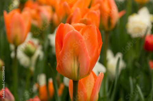 Closeup macro of tulips with raindrops in spring