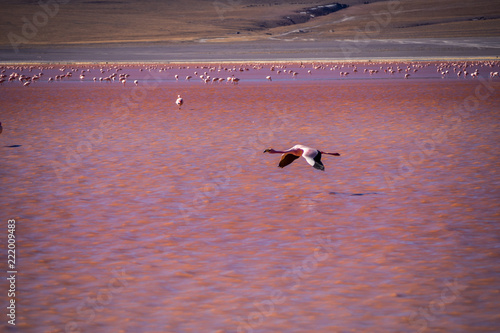 Flamingos in Red lagoon laguna colorada in abaroa National Park in Bolivia photo