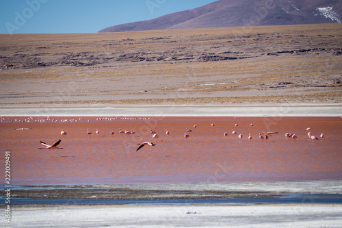 Flamingos in Red lagoon laguna colorada in abaroa National Park in Bolivia photo