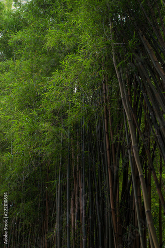 Banboo trees 1