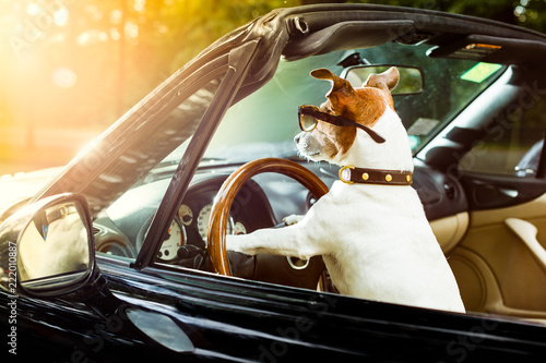 dog drivers license  driving a car © Javier brosch