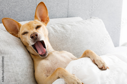 yawning dog in bed