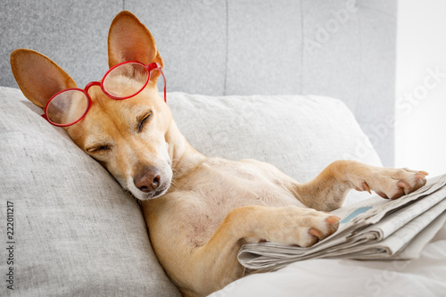 Fototapeta Naklejka Na Ścianę i Meble -  dog in bed with  newspaper