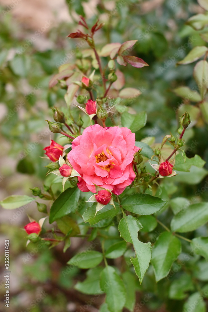 Gebruder Grimm (Korassenet, Eternal Flame, Brothers Grimm Fairy Tale, Gremlin, Joli Tambour) rose in summer garden. Gebruder Grimm (Korassenet, Eternal Flame, Brothers Grimm Fairy Tale, Gremlin, Joli Tambour) rose in summer garden.