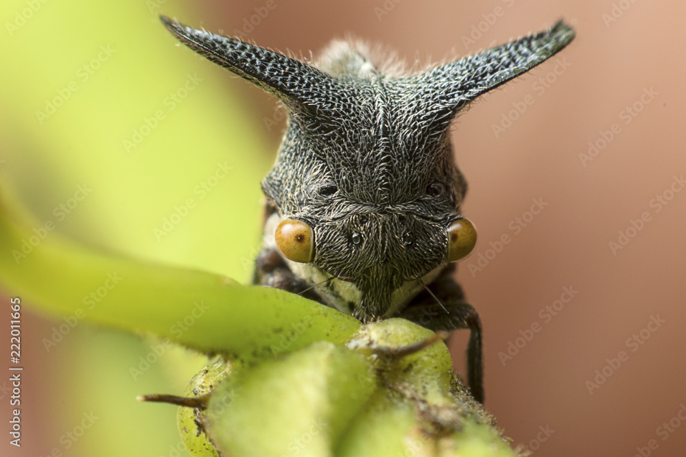 Obraz premium Strange treehopper behind the green leaf