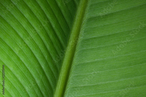 close-up pattern of green Banana leaf surface background