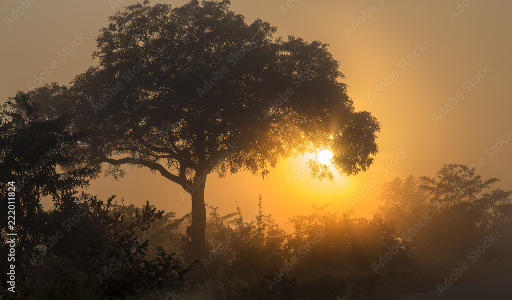 Sunrise in the Kruger National Park 