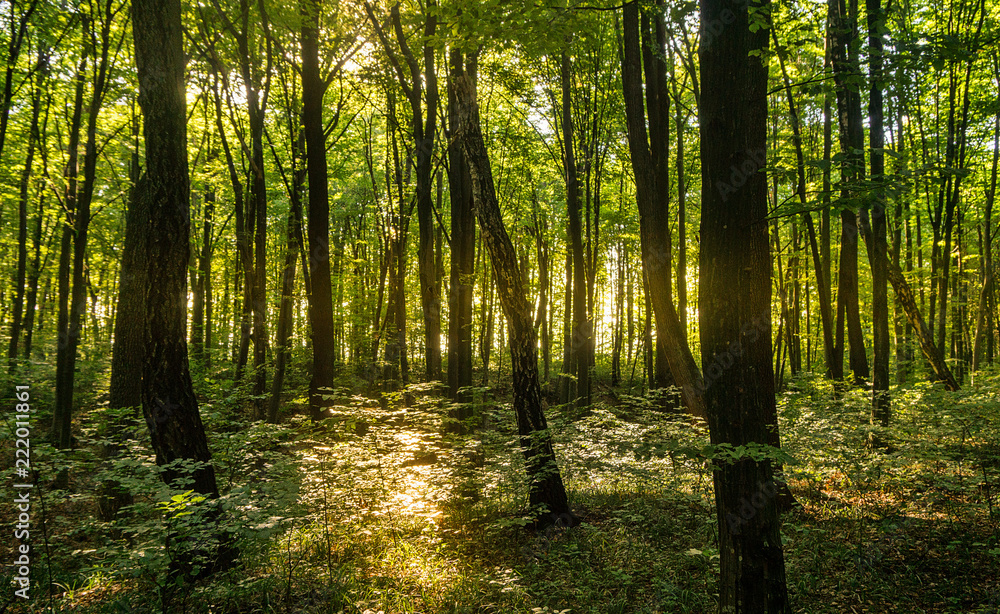 Obraz premium Beech forestBeech forest. Main forest-forming species of European forests