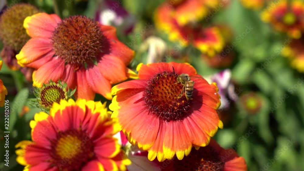 abeille sur fleur rouge orange abeille sur fleur rouge orange
