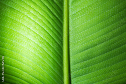 close-up pattern of green banana leaf surface background
