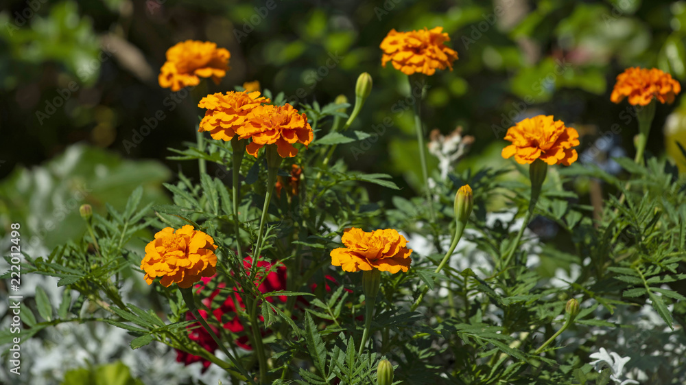 Flowers in the garden in summer Flowers in the garden in summer