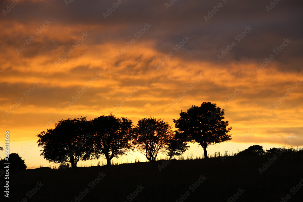 Trees silhouetted by beautiful orange sunser