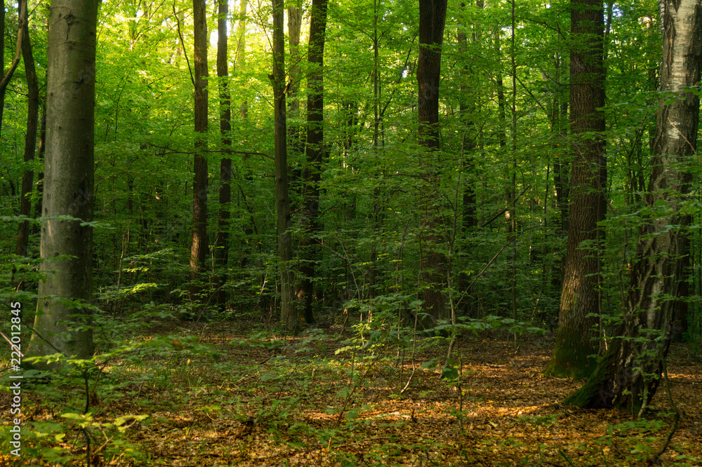 Beech forestBeech forest. Main forest-forming species of European forests