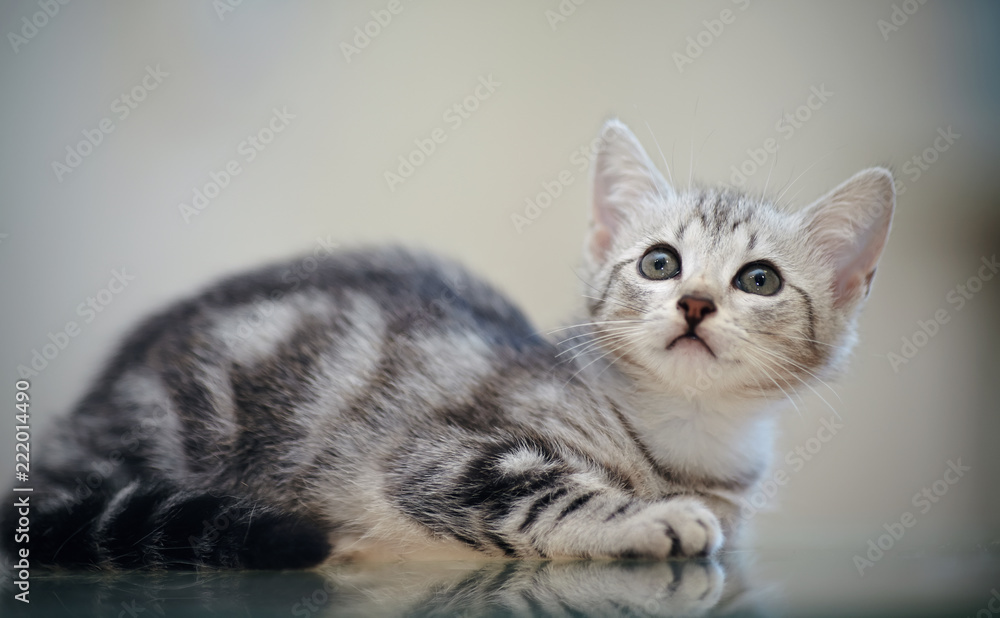 Gray striped domestic kitten