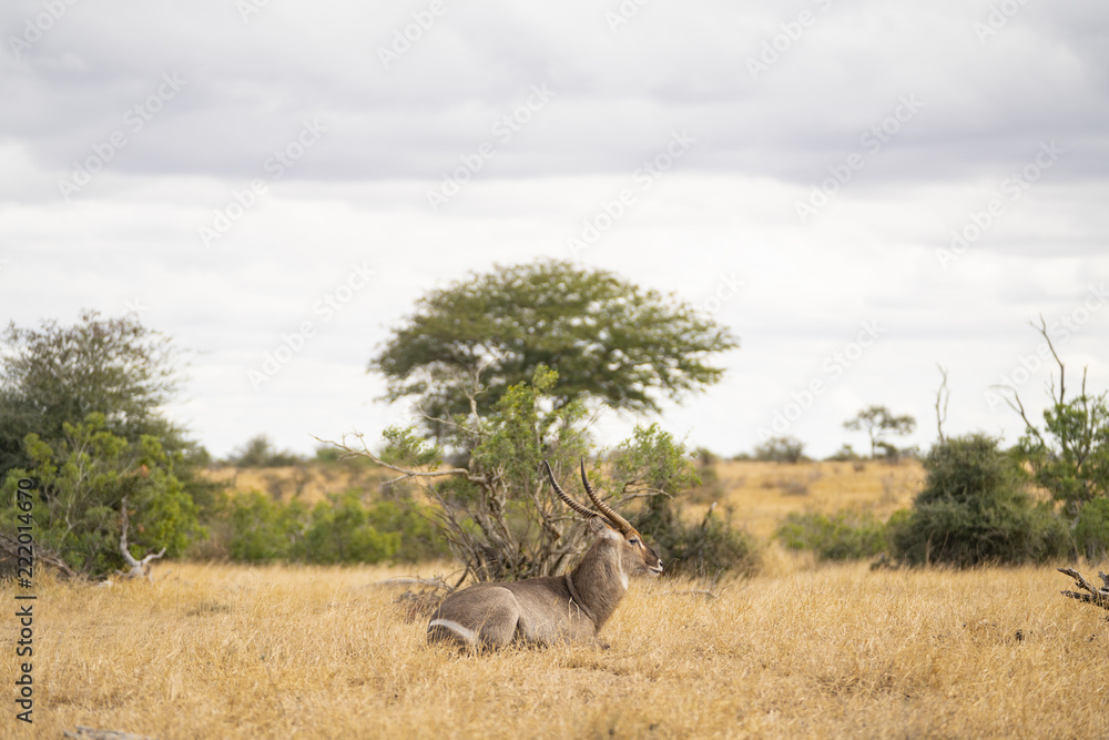Kudu is resting in the savannah at Kruger Nationalpark, South Africa