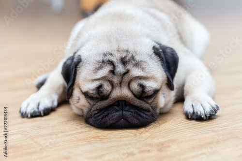 Cute pug dog breed lying and sleep on ground with funny face