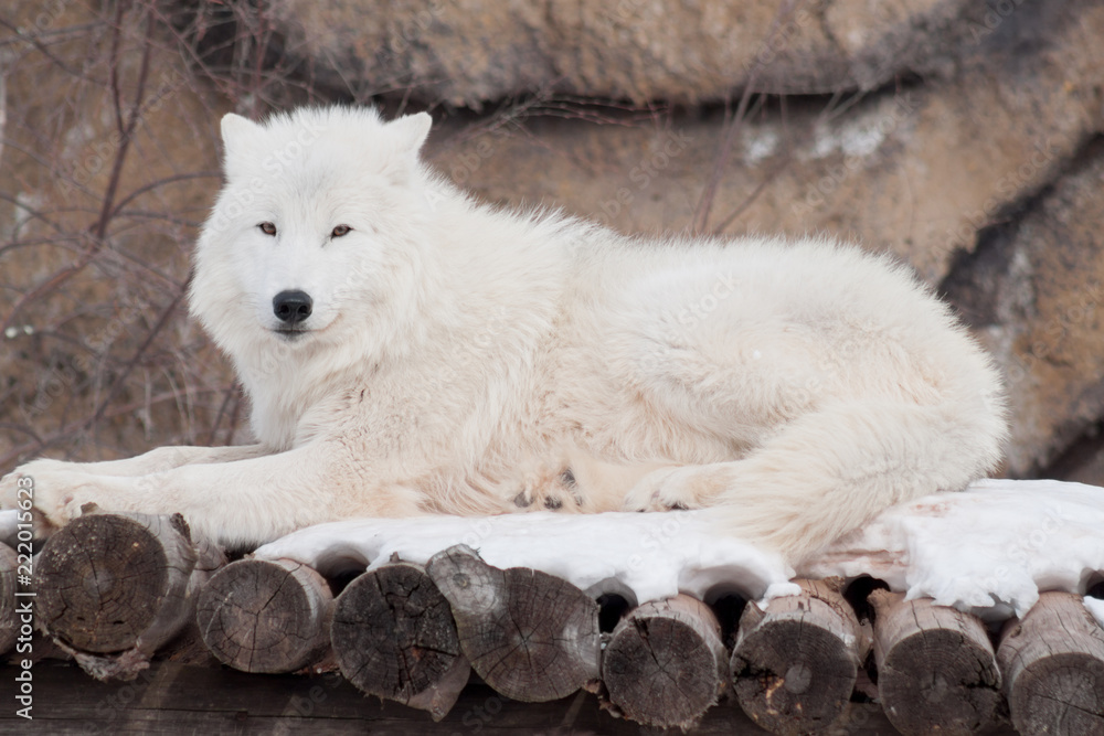 Wild arctic wolf is lying on wooden logs. Animals in wildlife. Polar wolf or white wolf. Wild arctic wolf is lying on wooden logs. Animals in wildlife. Polar wolf or white wolf.