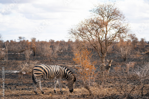 Mother zebra with child is looking for something to eat in a burned area after bush fire at Kruger Nationalpark  South Africa