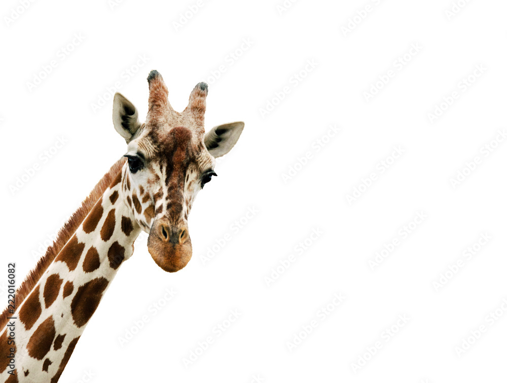 Giraffe looking into the camera, close up