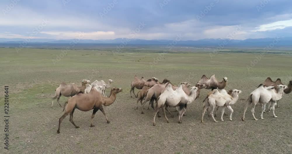 Aerial: Camels are walking along the steppe. Landscape panorama. Aerial: Camels are walking along the steppe. Landscape panorama.