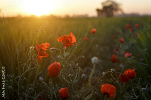 Fototapeta Naklejka Na Ścianę i Meble -  Poppy in blossom