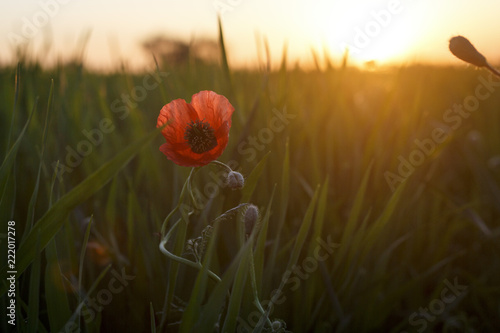 Fototapeta Naklejka Na Ścianę i Meble -  Poppy in blossom