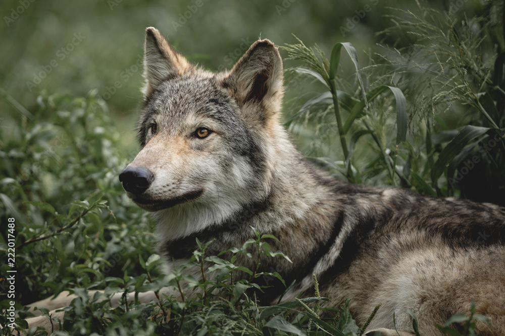 Beautiful Wolf Beautiful Wolf