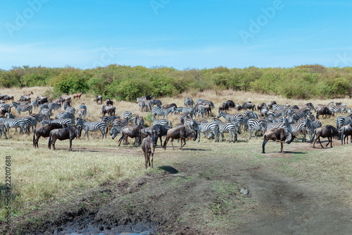 migration in the Masai Mara Kenya © Herbert