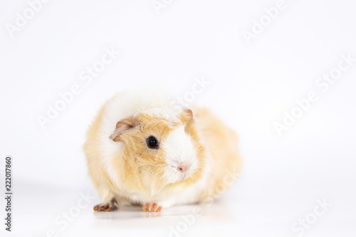 Adorable guinea pig isolated on white background