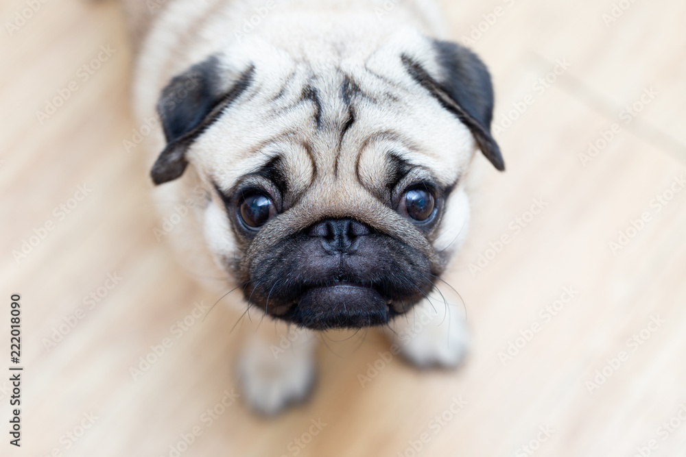 cute pug dog breed have a question and making funny face,Selective focus