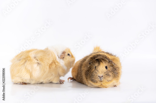 Adorable guinea pigs isolated on white background