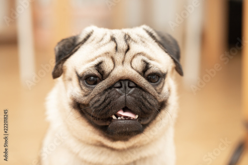 cute pug dog breed have a question and making funny face,Selective focus © 220 Selfmade studio