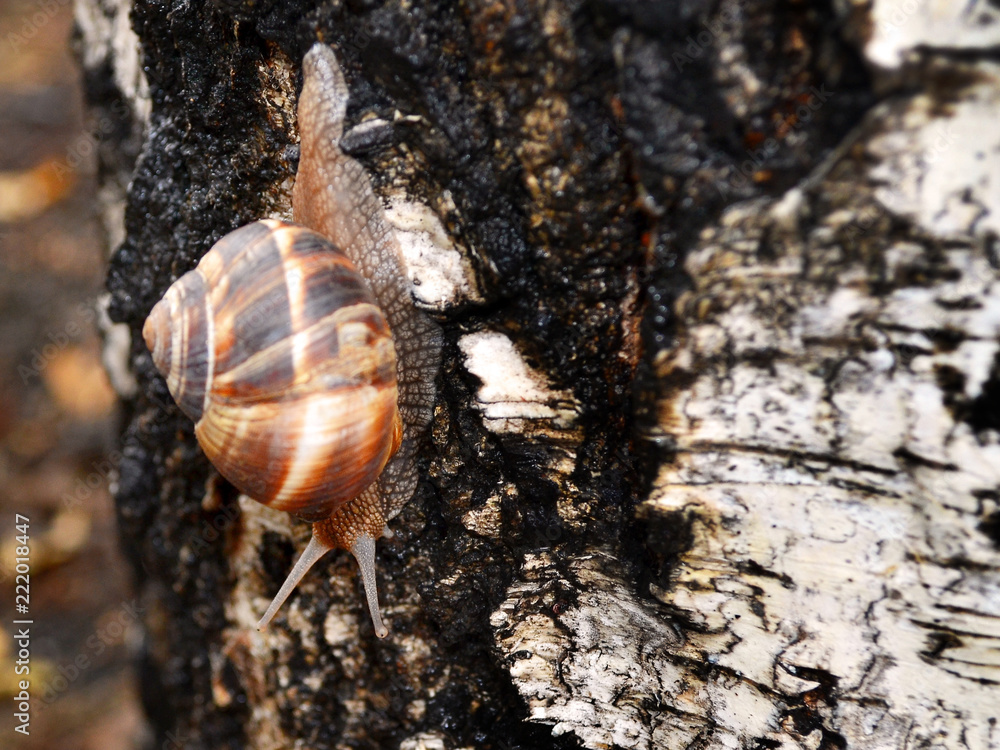 Large snail crawls down the wet birch bark on a rainy summer day close up Large snail crawls down the wet birch bark on a rainy summer day close up