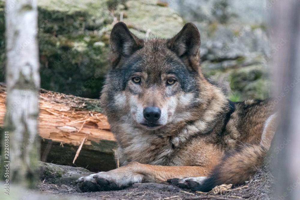 Close-up portrait of gray wolf (Canis lupus) with blurred background. Beautiful predator timber or western wolf lying on the ground. Close-up portrait of gray wolf (Canis lupus) with blurred background. Beautiful predator timber or western wolf lying on the ground.