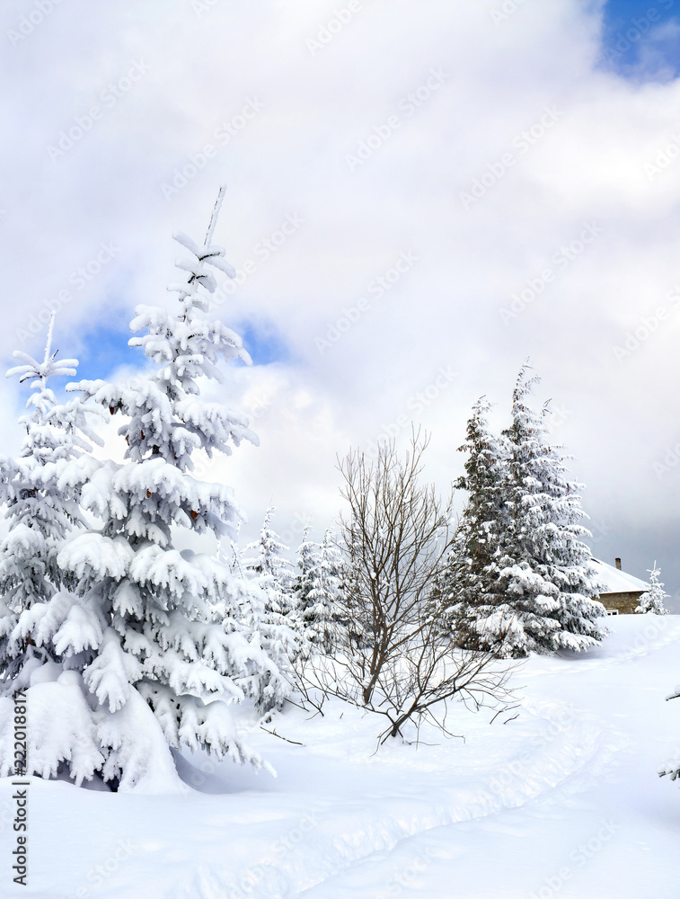 Obraz premium Path in snow following to the house in winter fir forest