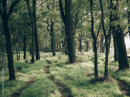 Obraz ścieżka w lesie