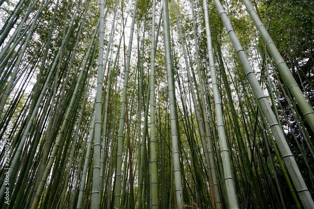 Bamboo forest