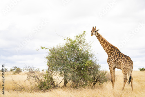 Canvas Print Giraffs is grazing in the savannah of Kruger Nationalpark, South Africa