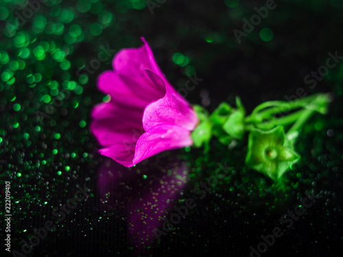Macrophotography of pink flower with reflection and bokeh. 