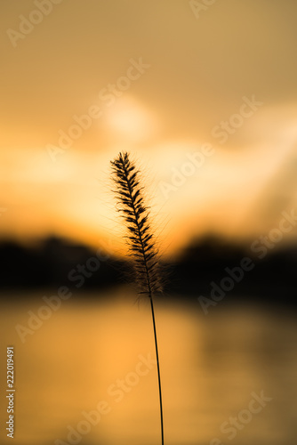 Canvastavla A contra luz, oja, atedecer, vida, amarillo, cálido