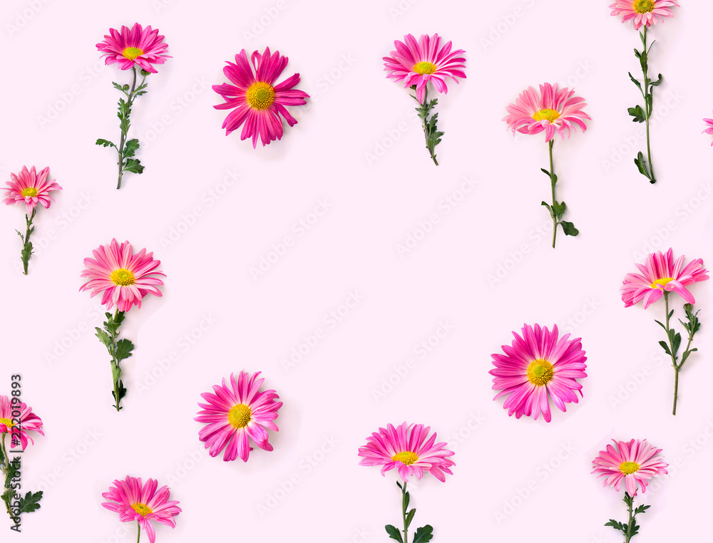 Flowers pink chrysanthemum on a pink background with space for text. Top view, flat lay Flowers pink chrysanthemum on a pink background with space for text. Top view, flat lay