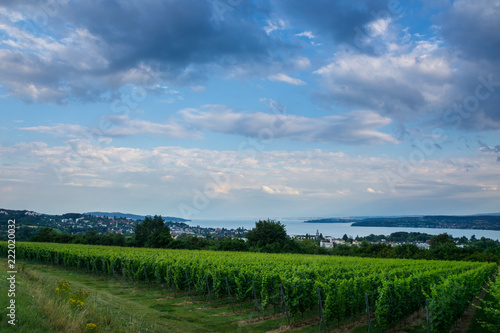 Germany, Lake constance in twilight atmosphere behind green vineyards