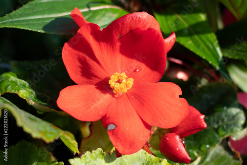 Rosa arkansana closeup. Red summer flower in the garden. A drop of water on a red rose flower photo